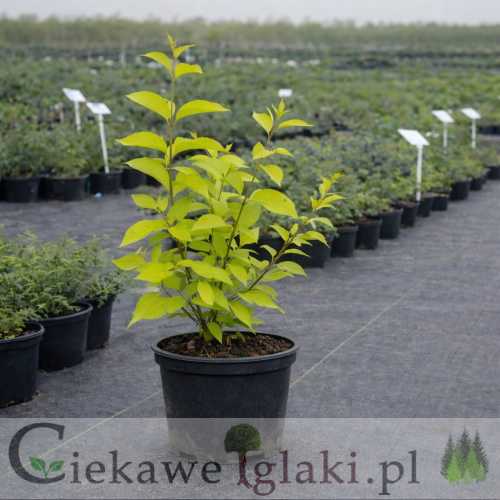 Dereń biały Aurea.jpg