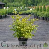 Dereń biały Sibirica Spaethii