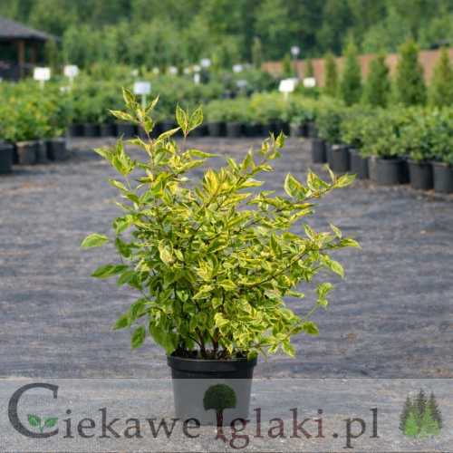 Dereń biały Sibirica Spaethii