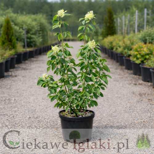 Dereń rozłogowy Flaviramea.jpg