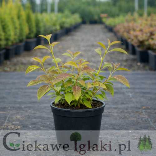 Dereń rozłogowy Kelseyi 