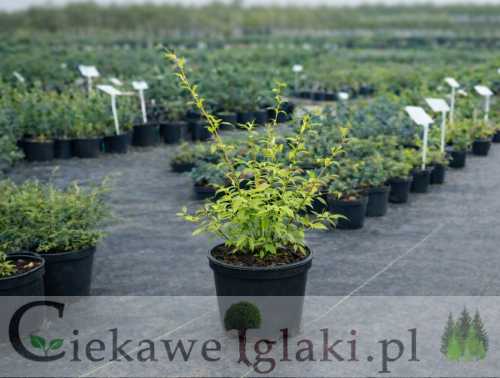 Forsycja pośrednia