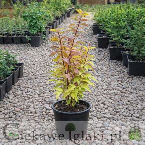 Forsycja pośrednia Spring glory - jesienią.jpg