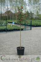 Głóg pośredni Paul's Scarlet 