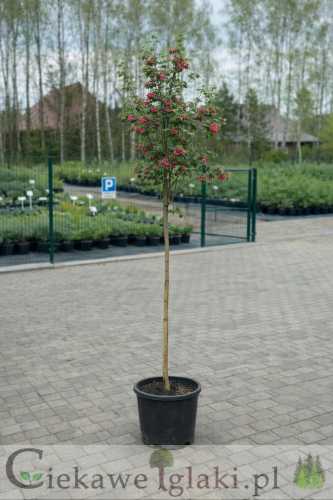 Głóg pośredni Paul's Scarlet 