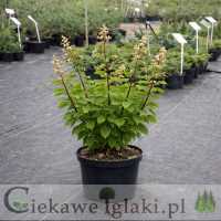 Hortensja Bukietowa Grandiflora