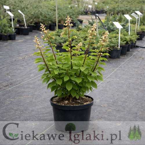 Hortensja bukietowa Grandiflora biały krzew kwitnący