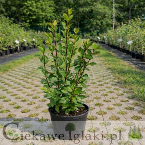 irga błyszcząca.jpg