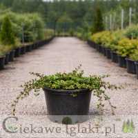 Irga płożąca Streibs Findling