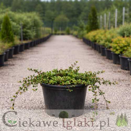 Irga płożąca Streibs Findling