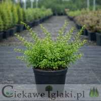 Irga wyrazista Decorus