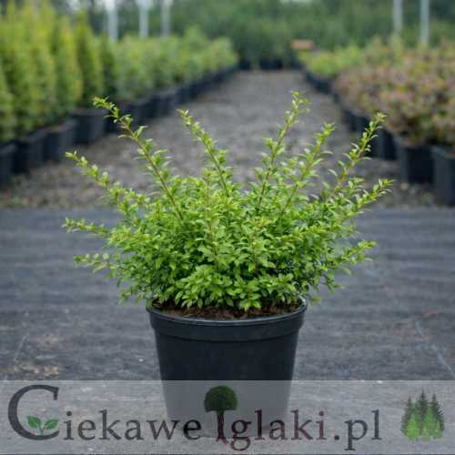 Irga wyrazista Decorus