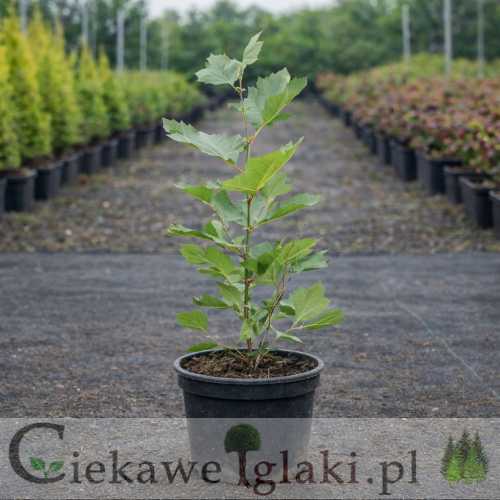 Platan klonolistny.jpg