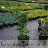 Róża wielokwiatowa