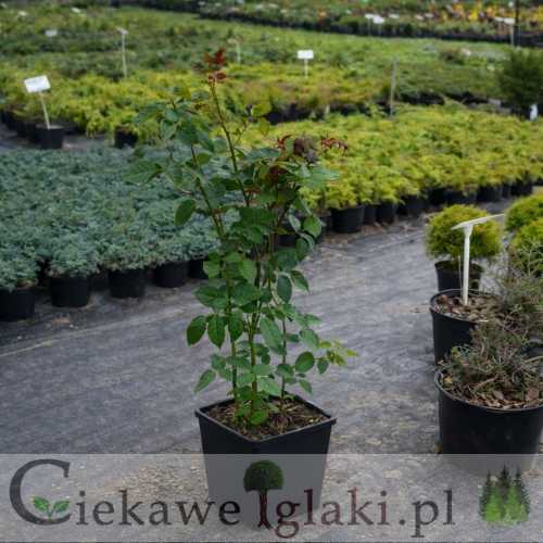 Róża wielokwiatowa