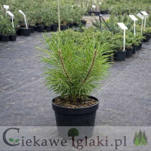 Sosna Chińska
