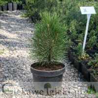 Sosna czarna Pyramidalis 