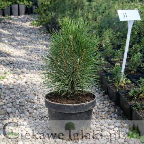 Sosna czarna Pyramidalis.jpg