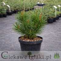 Sosna kosodrzewina odm. mughus