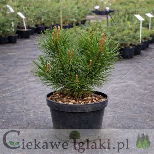 Sosna kosodrzewina odm. mughus.jpg