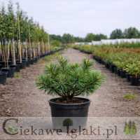 Sosna kosodrzewina odm. pumilio