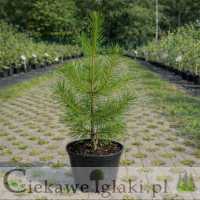 Sosna wydmowa Pinus contorta