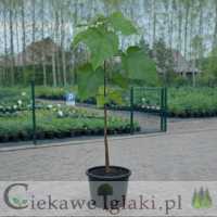 Surmia wielokwiatowa