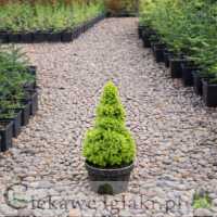 Świerk biały Conica