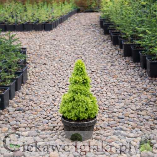 Świerk biały Conica