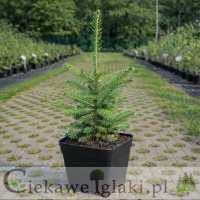 Świerk biały Densata