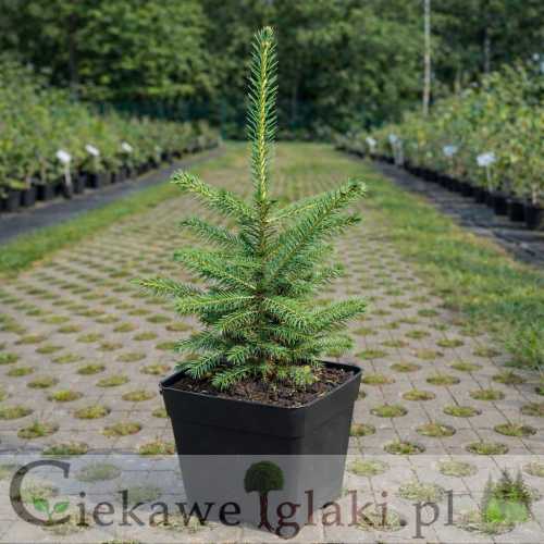 Świerk biały Densata1.jpg