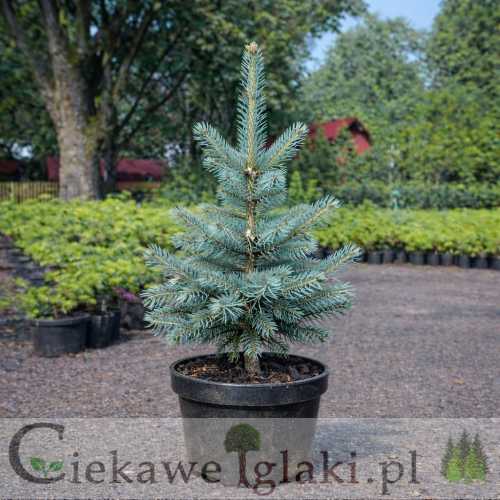 Świerk kłujący Srebrny