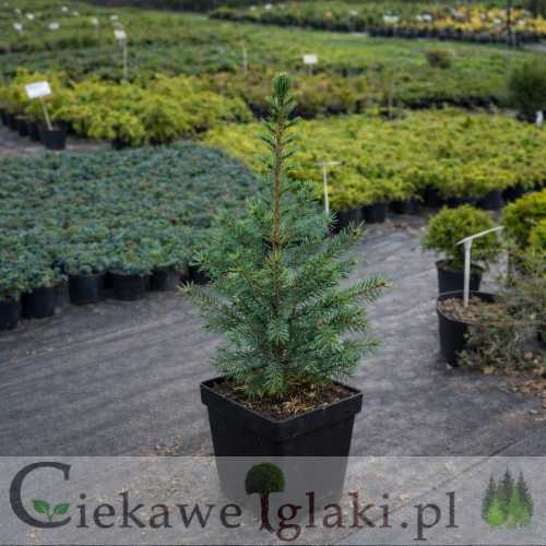 Świerk serbski3.jpg