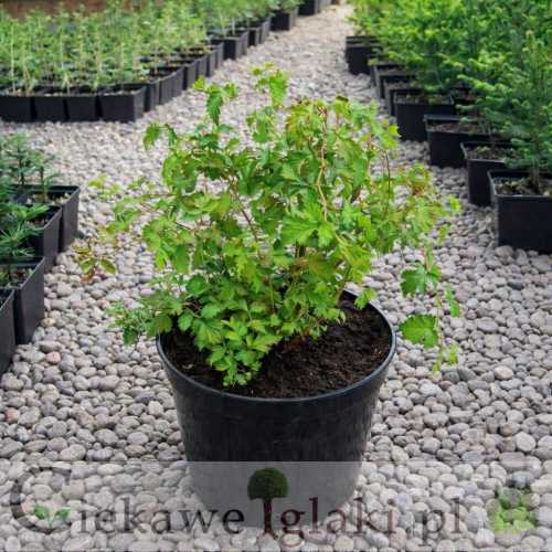 Tawulec pogięty Crispa.jpg