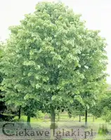 Lipa srebrzysta Tilia tomentosa (duża)