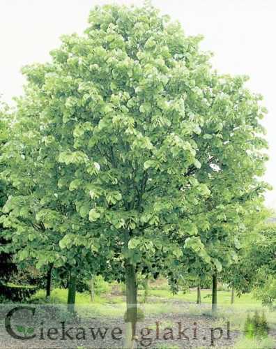 Lipa srebrzysta Tilia tomentosa (duża)