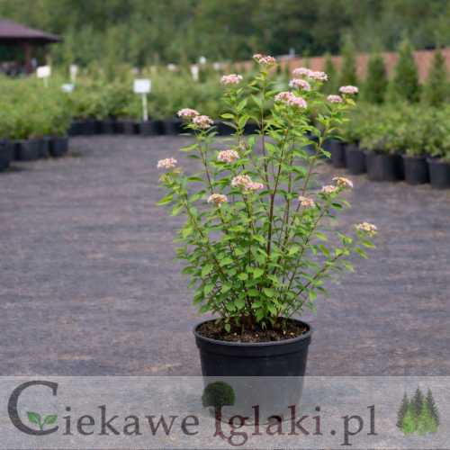 Tawuła gęstokwiatowa