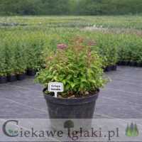 Tawuła japońska Crispa