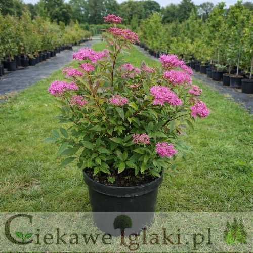 Tawuła japońska Dart's red 2.jpg