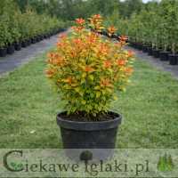 Tawuła japońska Goldflame