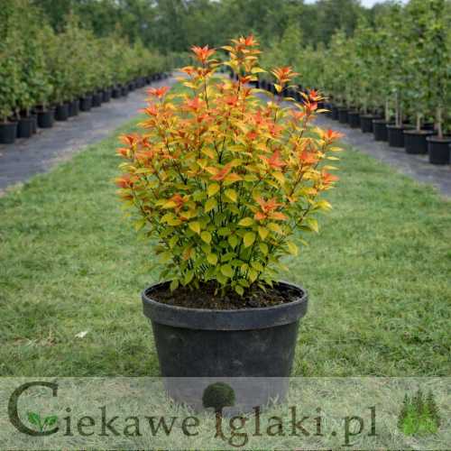 Tawuła japońska Goldflame.jpg