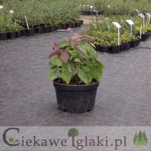 Tawuła japońska Macrophylla.jpg