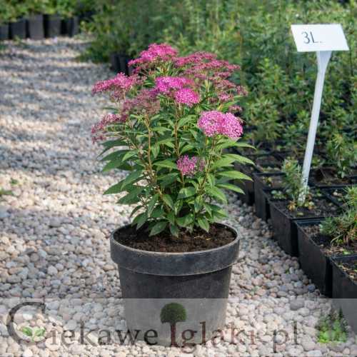 Tawuła japońska.jpg