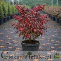 Trzmielina europejska Red Cascade