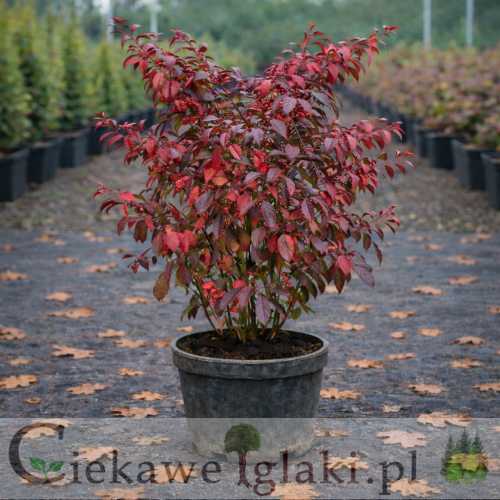 Trzmielina europejska Red Cascade.jpg