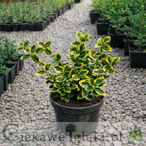 Trzmielina Fortune'a Canadale Gold