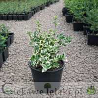 Trzmielina Fortune'a Emerald Gaiety