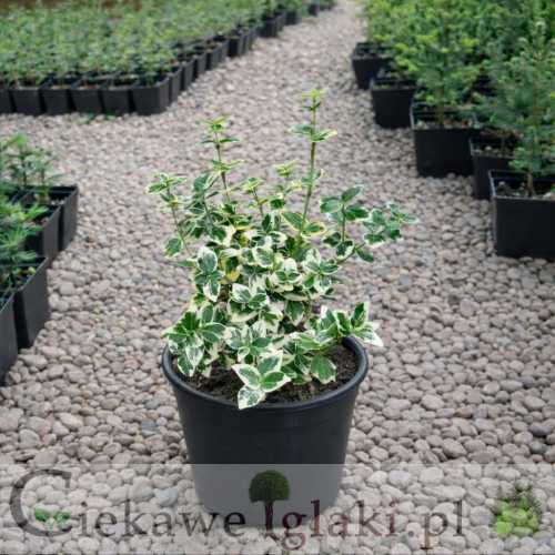 Trzmielina Fortune'a Emerald Gaiety