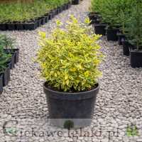 Trzmielina Fortune'a Emerald Gold 