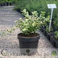 Trzmielina Fortune'a Silver Queen